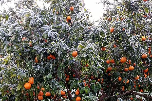 BEAT 991 Nación declaró la emergencia agropecuaria para distintas producciones y zonas de Entre Ríos