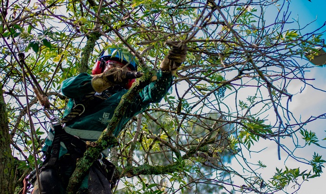 BEAT 991 Se encuentra vigente la ordenanza sobre residuos de poda en Pueblo Belgrano