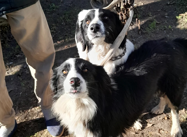 BEAT 991 Se realiza la última jornada de castraciones de mascotas en Pueblo Belgrano