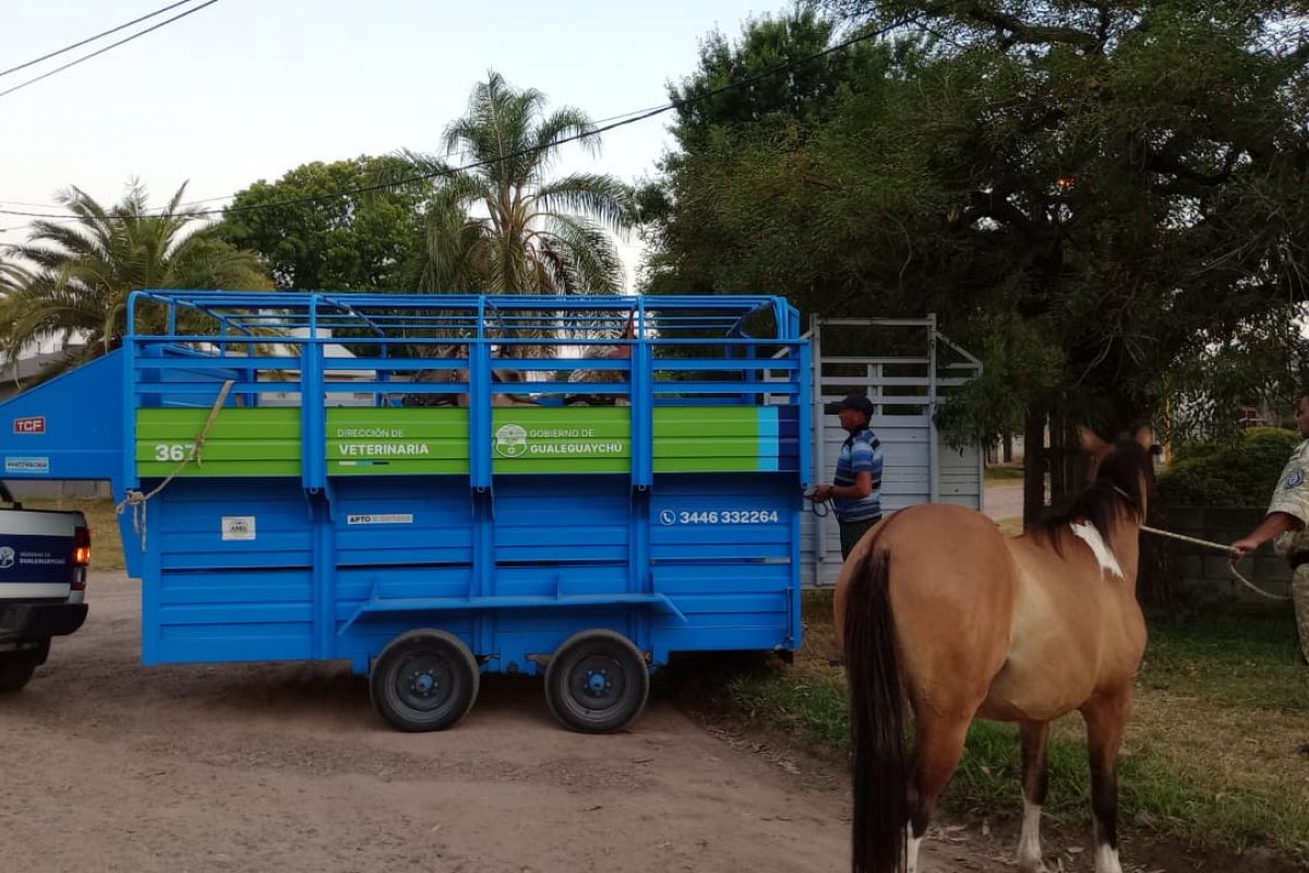 BEAT 991 Refuerzan controles ante la presencia de caballos en el ejido urbano