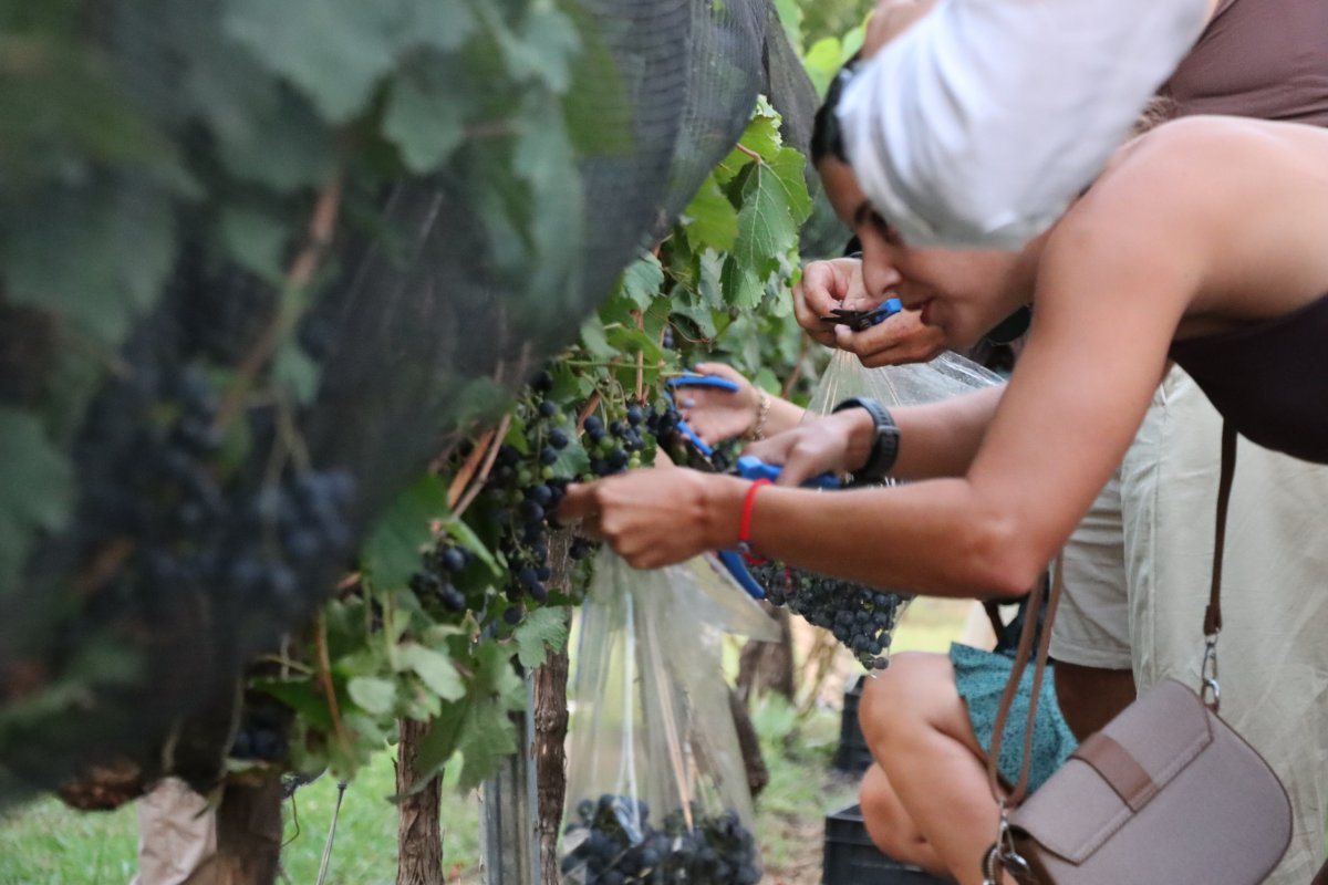 BEAT 991 Gualeguaychú será sede de la Primera Jornada de Fortalecimiento del Enoturismo
