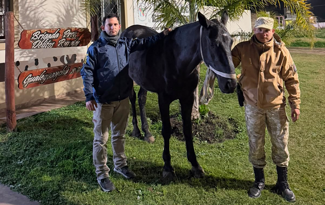 BEAT 991 Abigeato recuperó tres caballos robados en Gualeguaychú